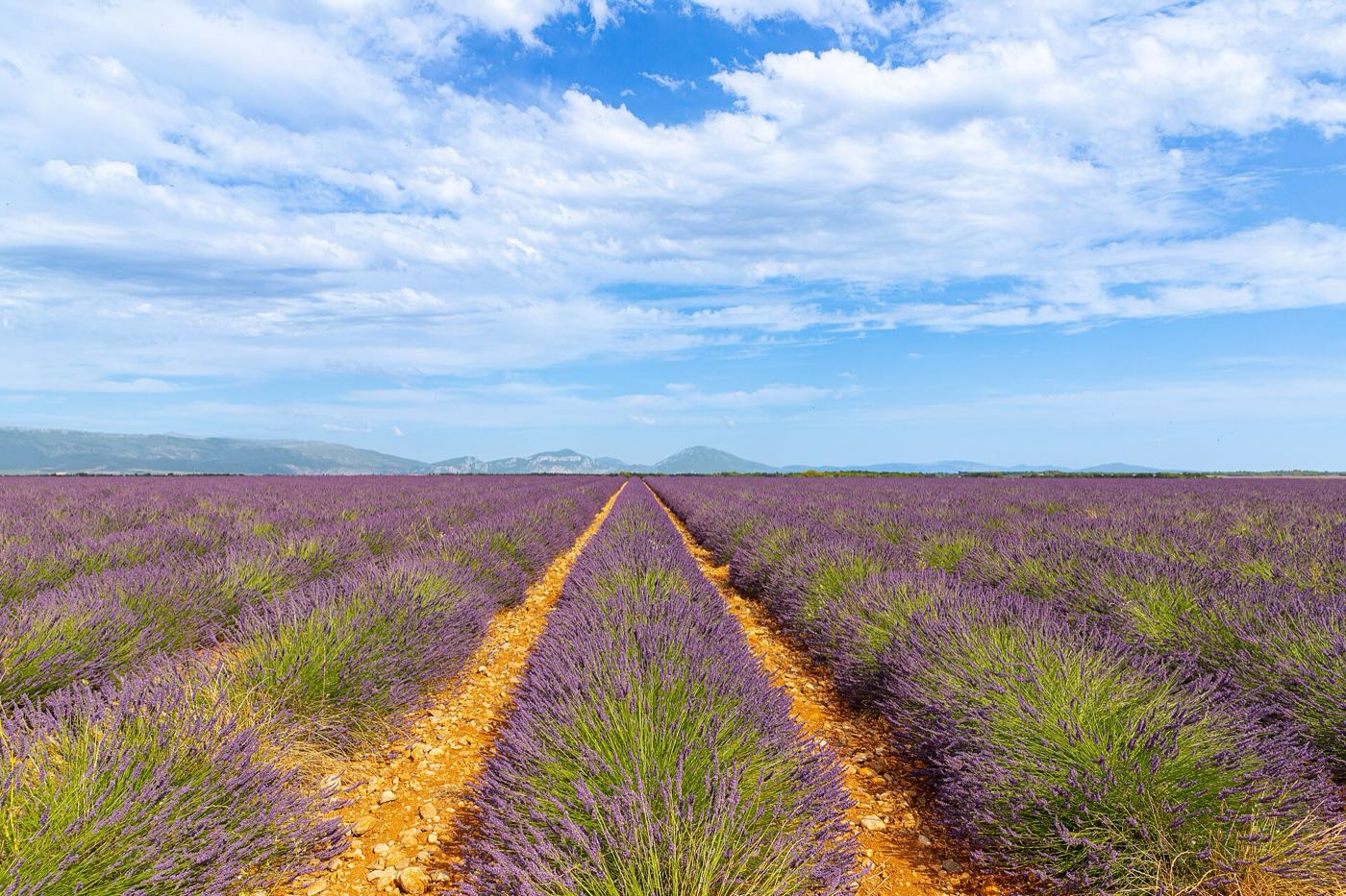 Champ de lavande en Provence